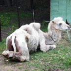 Молоді народники відсвяткували столітній ювілей природоохоронного товариства