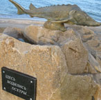 В Бердянске открыт памятник азовскому осетру