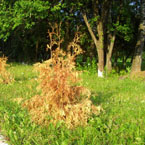 У Недригайлові, що на Сумщині 36 із 40 посаджених до 9 травня дерев зав’яли