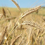 Коммерсанты считают прибыли, а аграрии Херсонщины – убытки