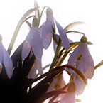 ДОРОГІ ЖІНКИ! Щиросердно вітаю вас зі святом Любові, Добра і Життя.