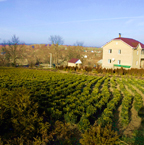 Ліси – душа Черкащини, її скарб і здоров’я